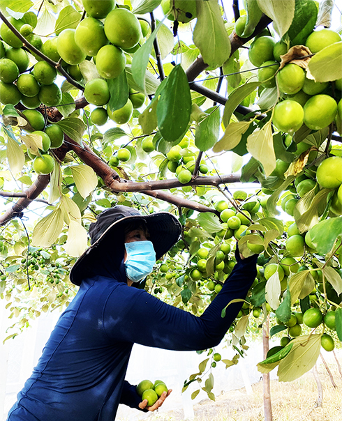 Picking up jujubes in Cam Thanh Nam, Cam Ranh, Khanh Hoa