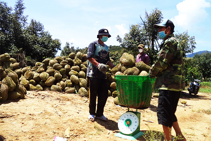 Khanh Son tries to sell durians
