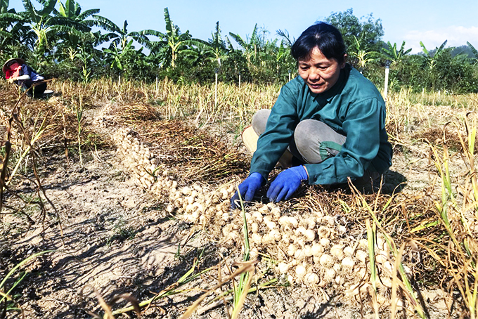 Harvesting garlic in Ninh Hoa