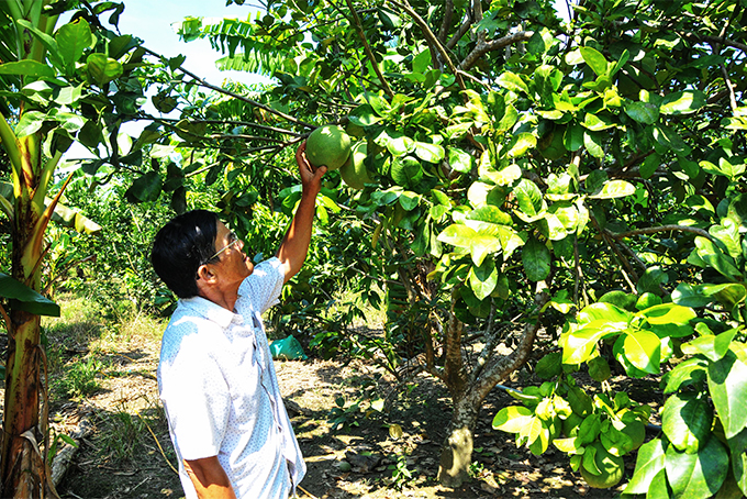 Khanh Vinh: Promoting efficiency of agricultural cooperatives