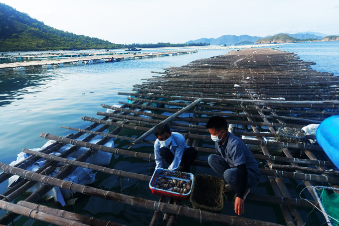 Geoduck raising project, a direction with high economic value