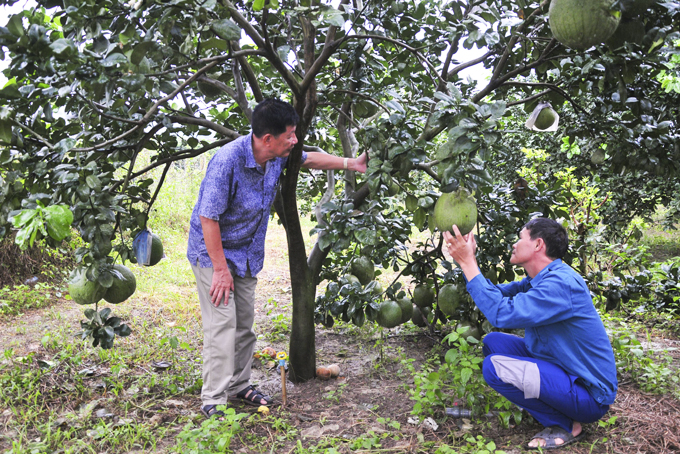 Khanh Vinh: Cautious Tet grapefruit crop