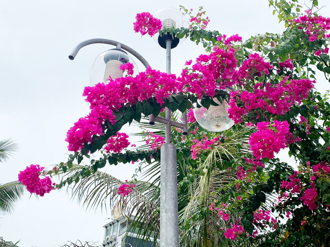 Resplendent bougainvillea flowers in Nha Trang