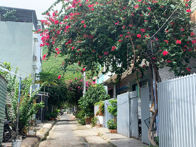 The oldest bougainvillea plant on Bach Thai Buoi Street, the favorite bougainvillea street of tourists