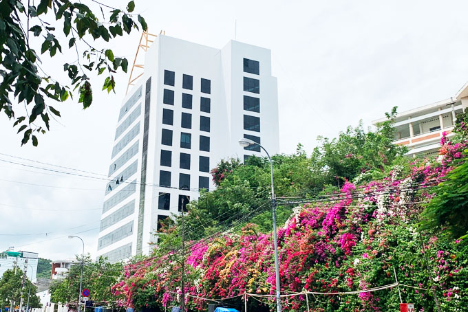 Vibrantly colored Bougainvillea flowers on Ton That Tung Street