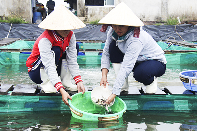 Khanh Hoa has 252 seafood breeding hatcheries
