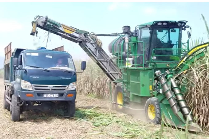 Harvesting sugarcane by machine in Ninh Tay, Ninh Hoa