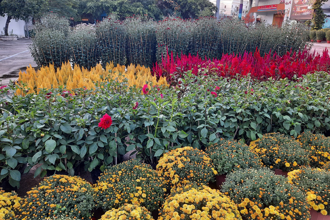Spring flowers beautifying Nha Trang City