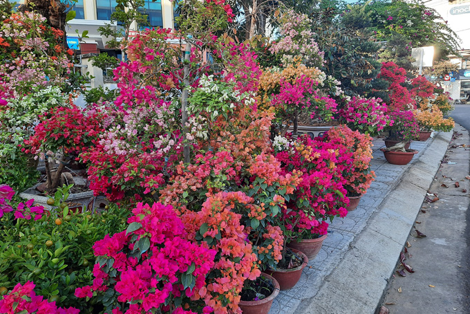 Pots of bougainvillea flowers are sold along 23-10 Street, 2-4 Street, 7-circle roundabout area, etc.