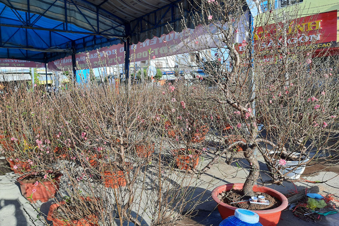 One Nhat Tan peach blossom plant costs around VND2.5 million