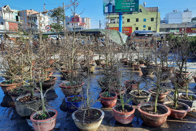 Apricot flower plant, a variety of apricot flower from Dong Thap Province, planted in Dien Khanh Distict (Khanh Hoa Province) are sold at Vinh Hai Market