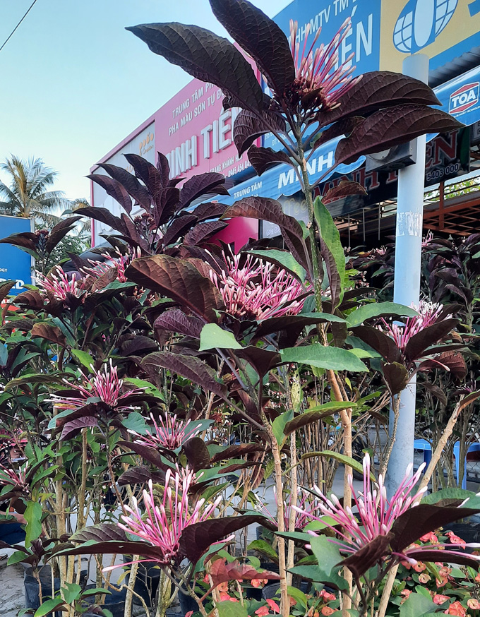 Bronze-leaved clerodendrum plant