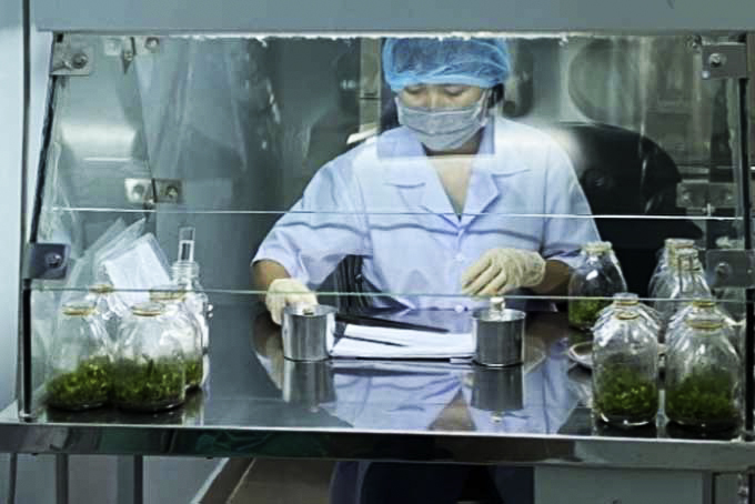 High Technology Agriculture Center improves quality of plant varieties