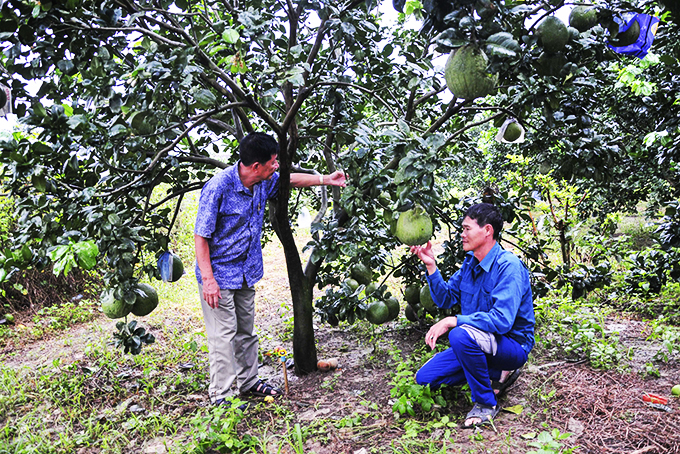 Green skin grapefruits 