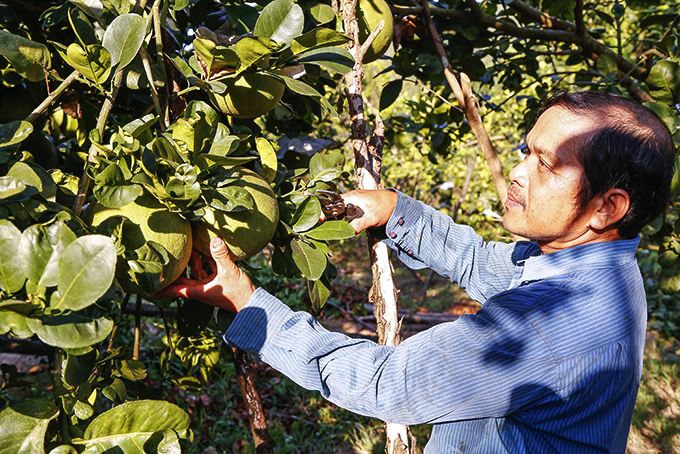 Farmers in Khanh Vinh harvesting grapefruits