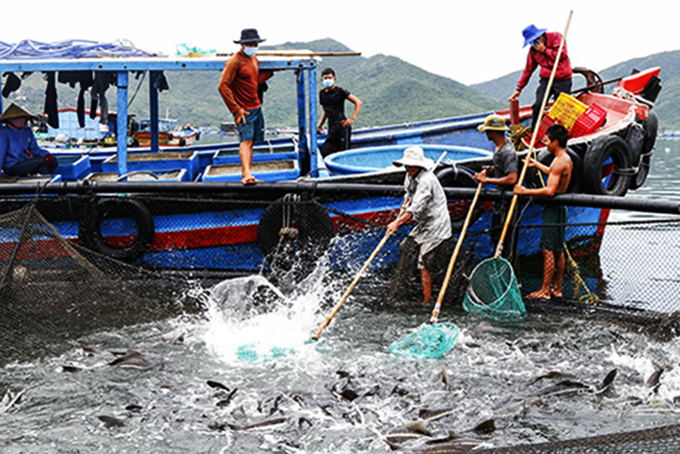 Harvesting fish raised in HDPE round cage