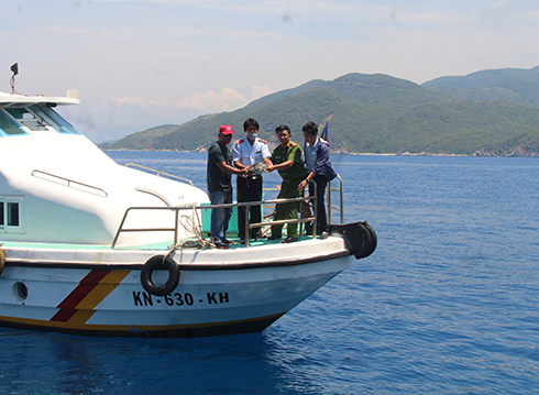 Eretmochelys imbricata released into wild