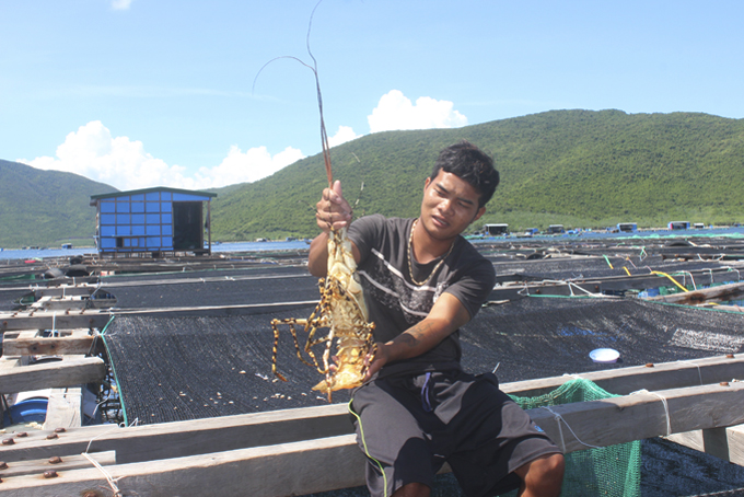 Lobsters raised in Van Thanh, Van Ninh District, Khanh Hoa Province