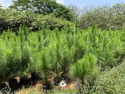 "Total Energies joins effort for Green Vietnam": Planting 250 trees on Khanh Son Pass