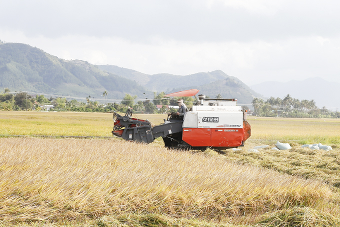 Harvesting summer-winter rice in Dien Khanh district, Khanh Hoa province