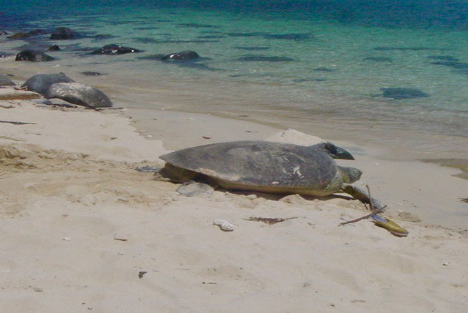 Sea turtle living habitat restored on Nha Trang Bay