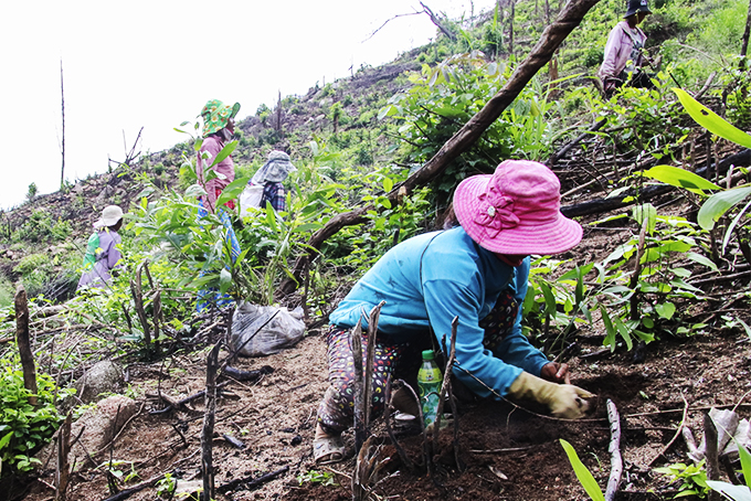 Khanh Hoa plants more than 107.7 hectares of forest