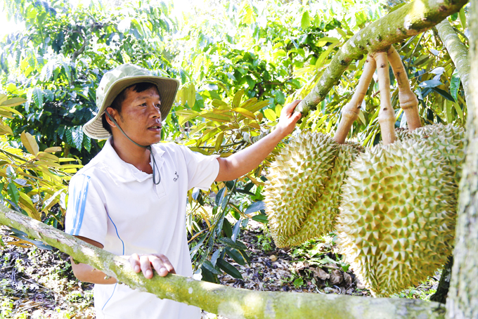 Farmers in Son Hiep commune (Khanh Son district) take care of durians.