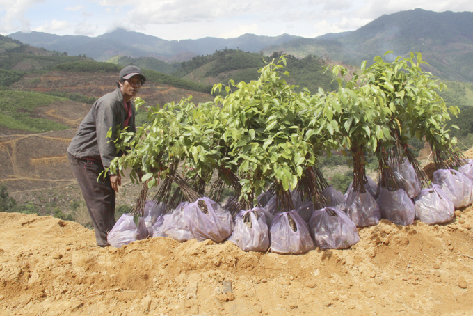 Khanh Vinh: Efforts to increase forest cover