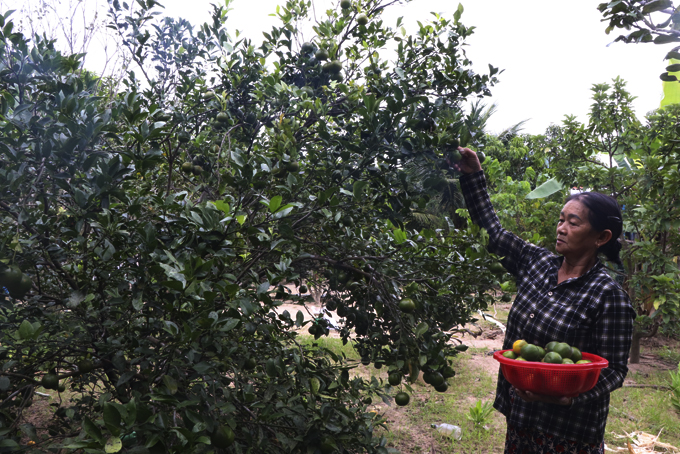 Farmer Nguyen Thi Tung havesting fruits