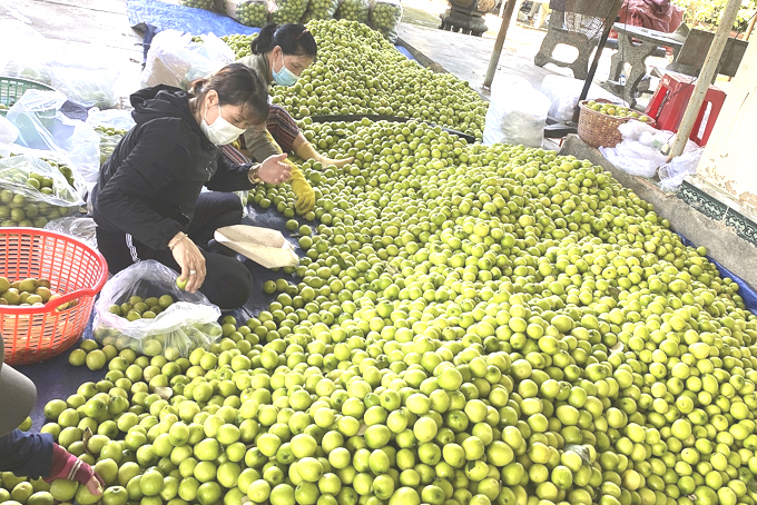 Good jujubee crop in Cam Thanh Nam
