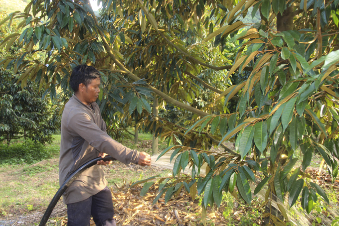 Farmers in Son Hiep commune (Khanh Son district) take care of durians.