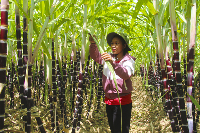 Farmers in Ba Cum Bac commune taking care of purple sugarcanes.
