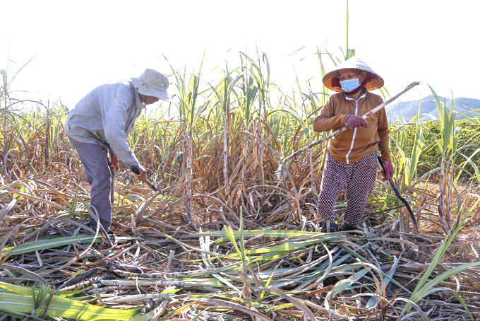 Increasing area and yield of sugarcane
