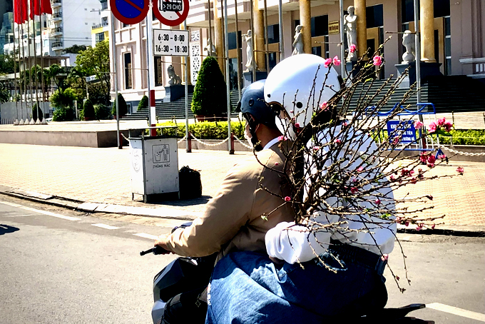 People carrying a peach tree branch on Tran Phu Street (Nha Trang City)